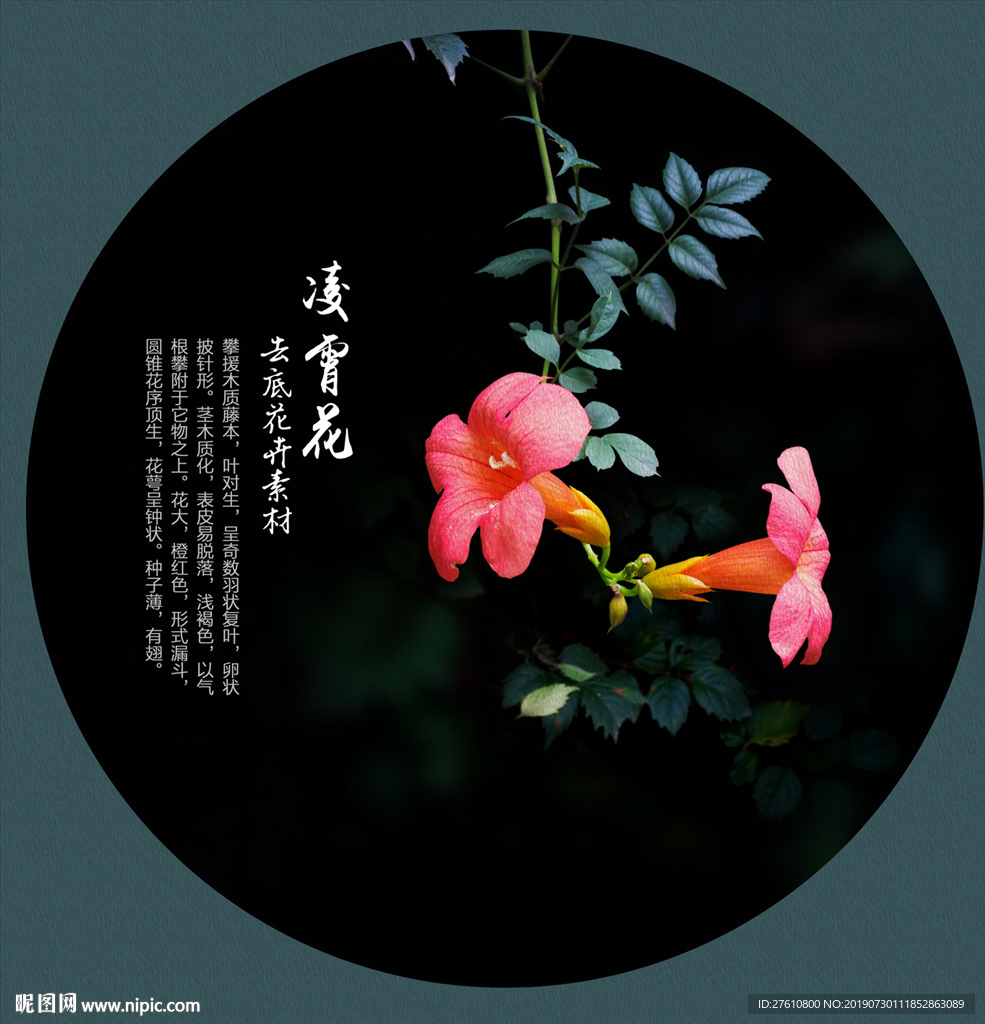 凌霄花