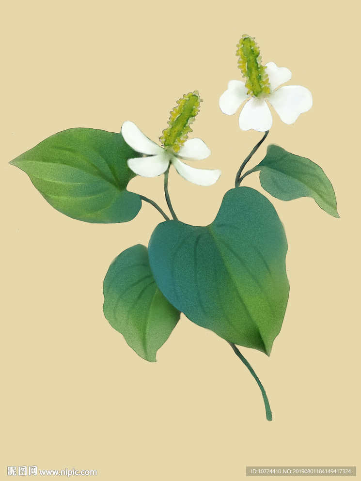 鱼腥草
