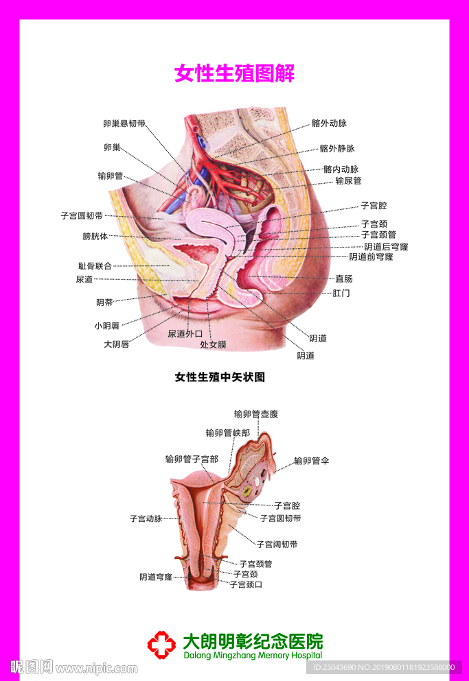 妇科挂图