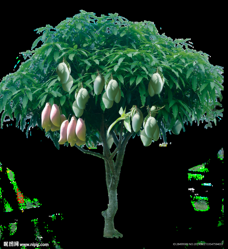 芒果树