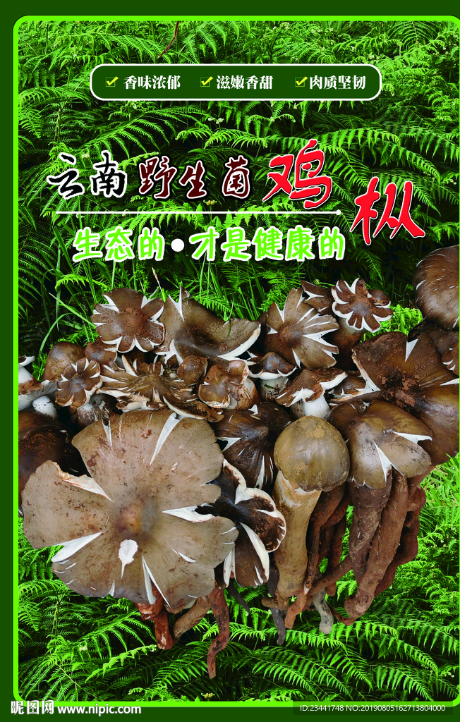 鸡枞
