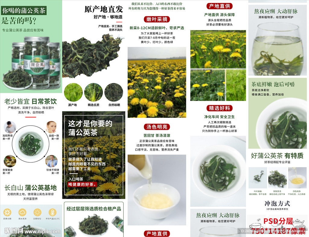 蒲公英详情