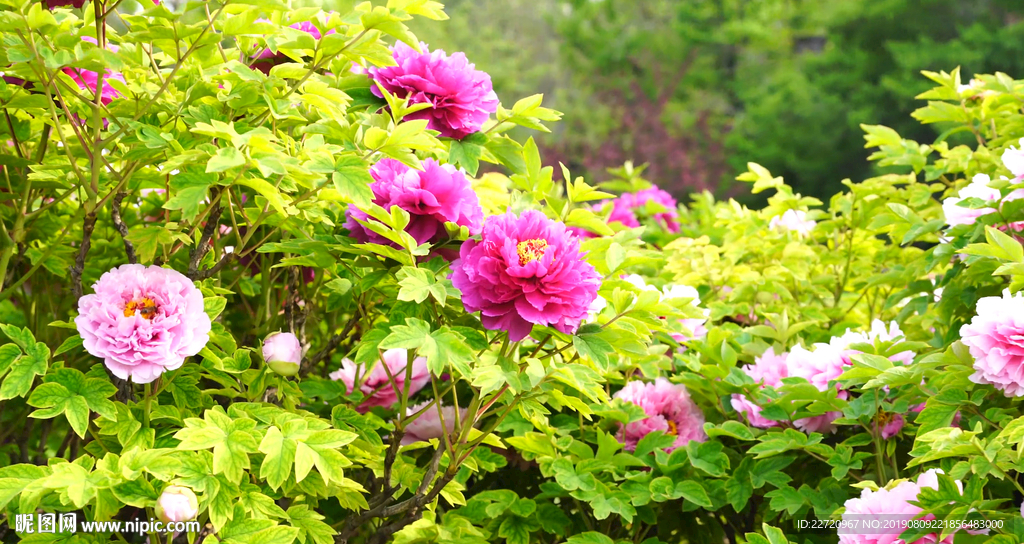 牡丹花