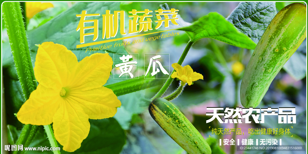 黄瓜海报