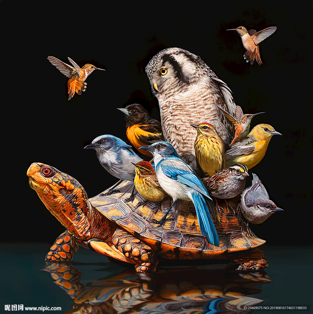 装饰画乌龟猫头鹰鸟蜂鸟创意插画