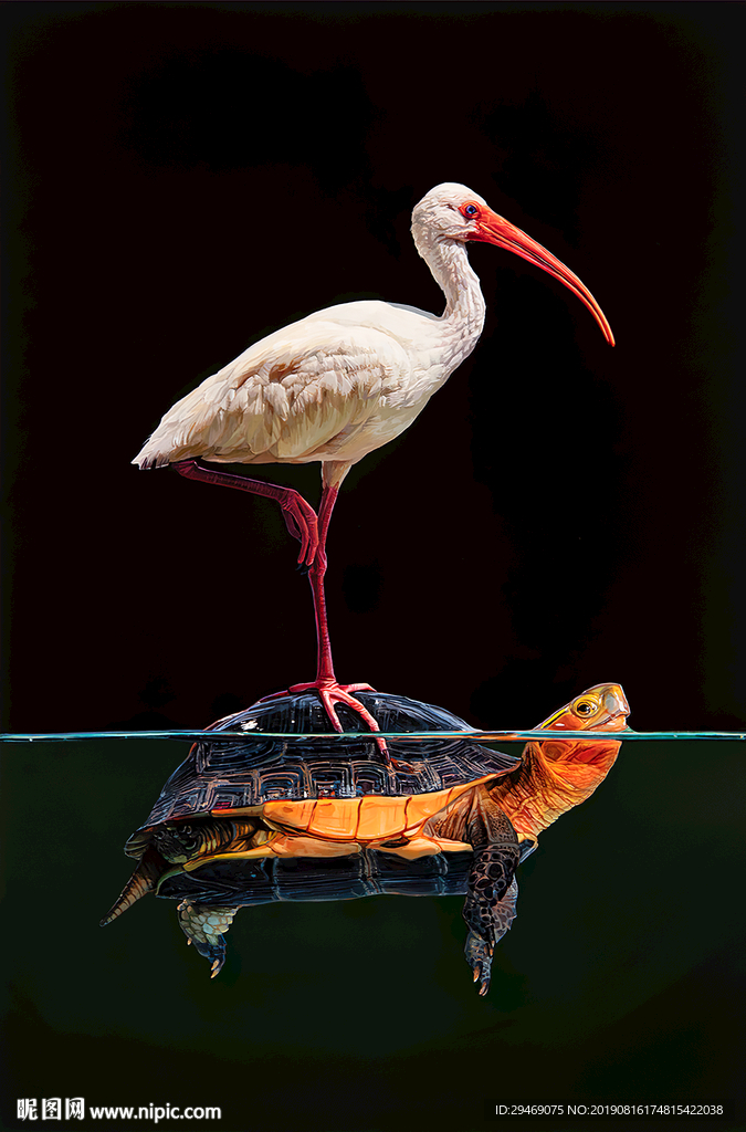 装饰画乌龟白鹭水鸟水彩手绘插画