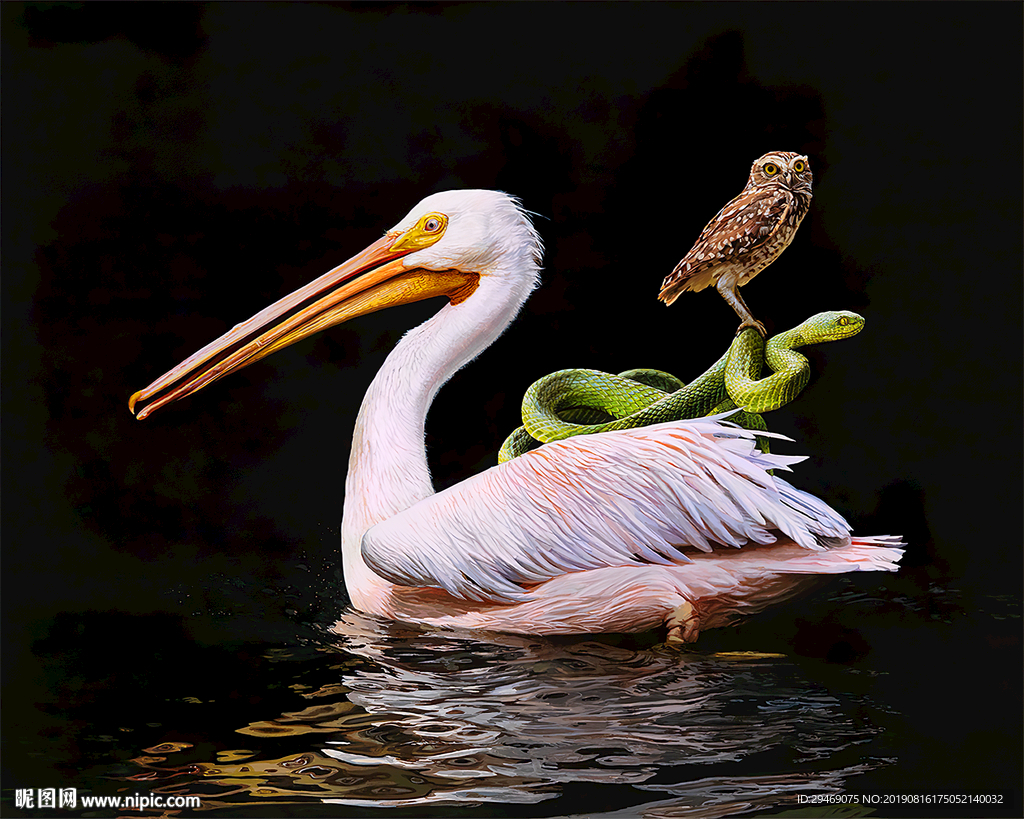 装饰画鹈鹕蛇猫头鹰水彩手绘插画