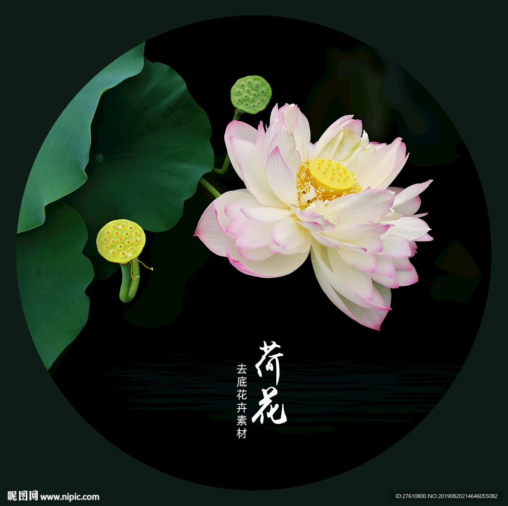 荷花