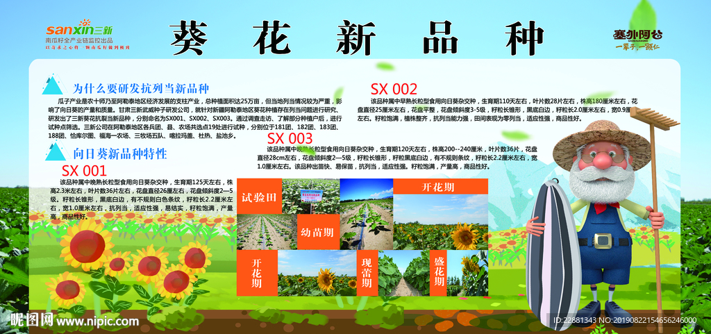 葵花新品种介绍