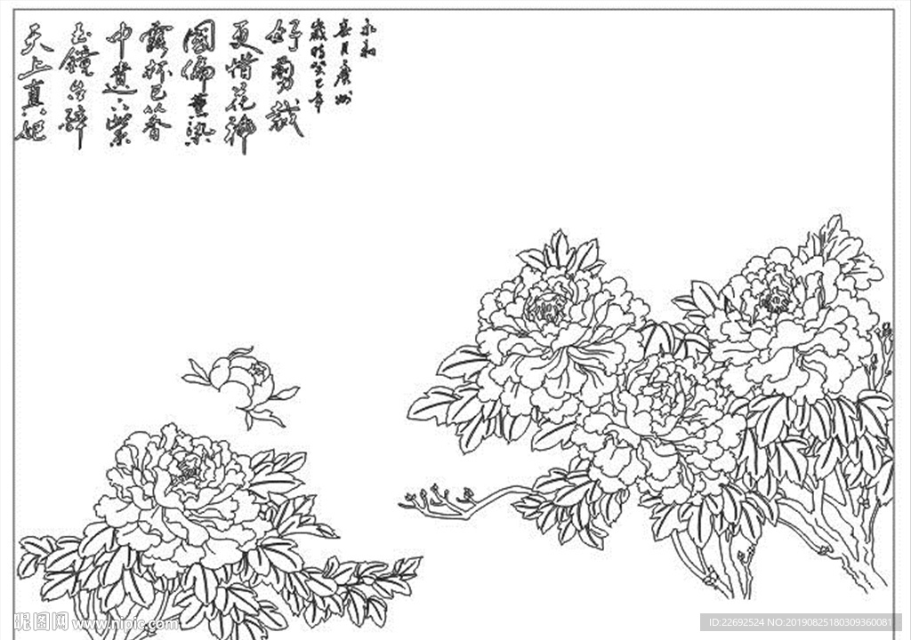 牡丹花