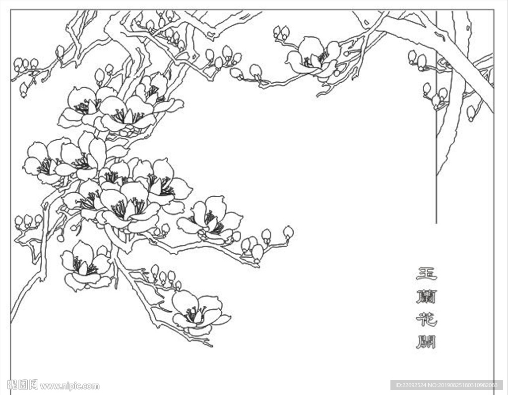 玉兰