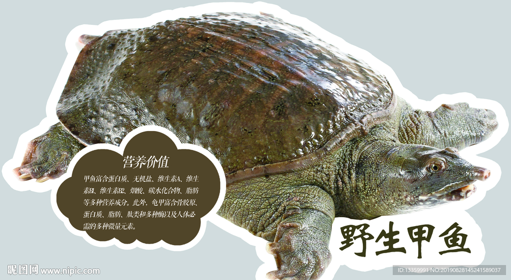 野生甲鱼挂牌