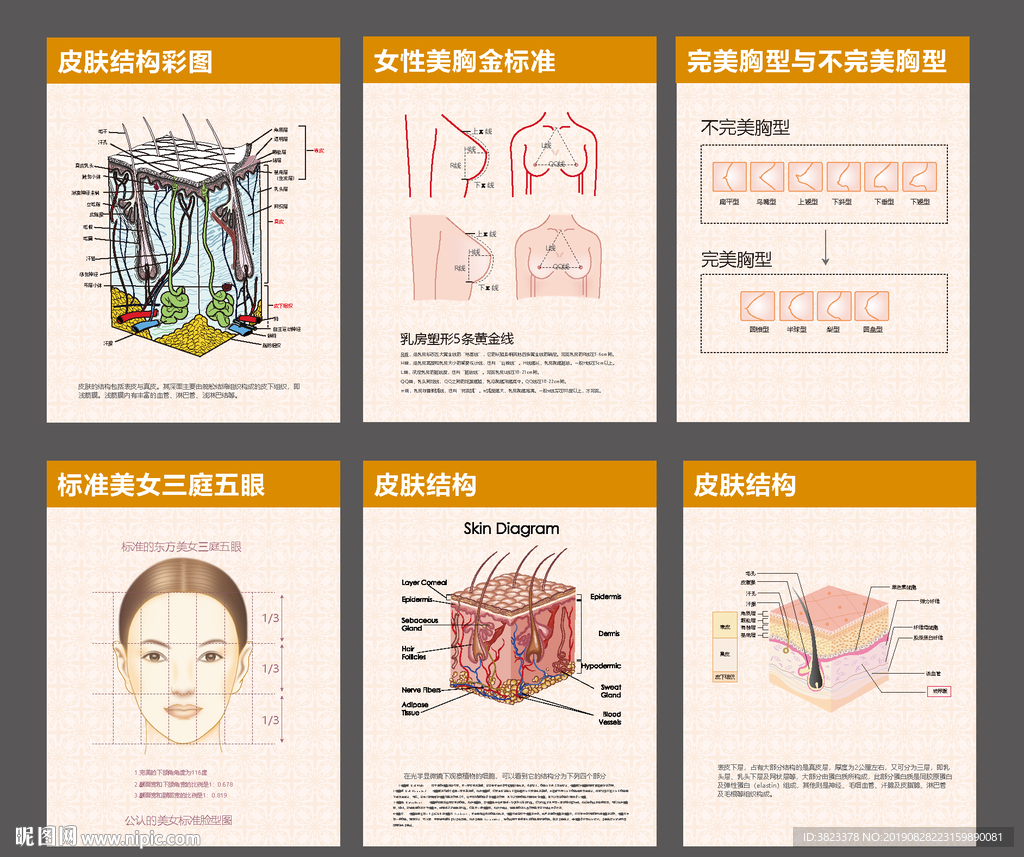 皮肤结构