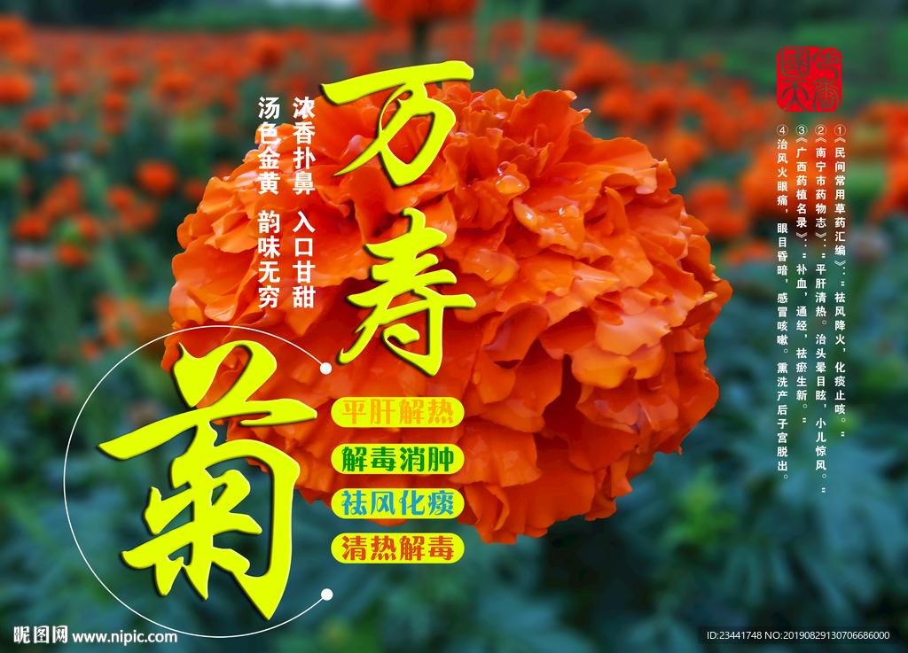 万寿菊
