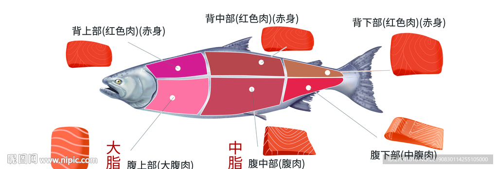 三文鱼深海鱼