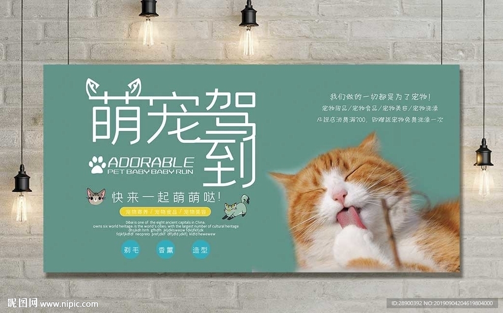 宠物