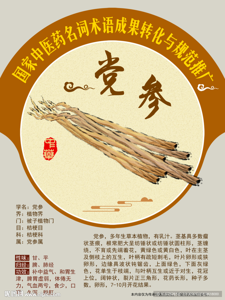 党参 黄参 防党参手绘中药
