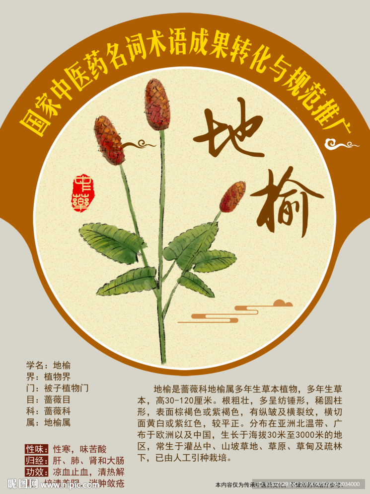 地榆 手绘中药
