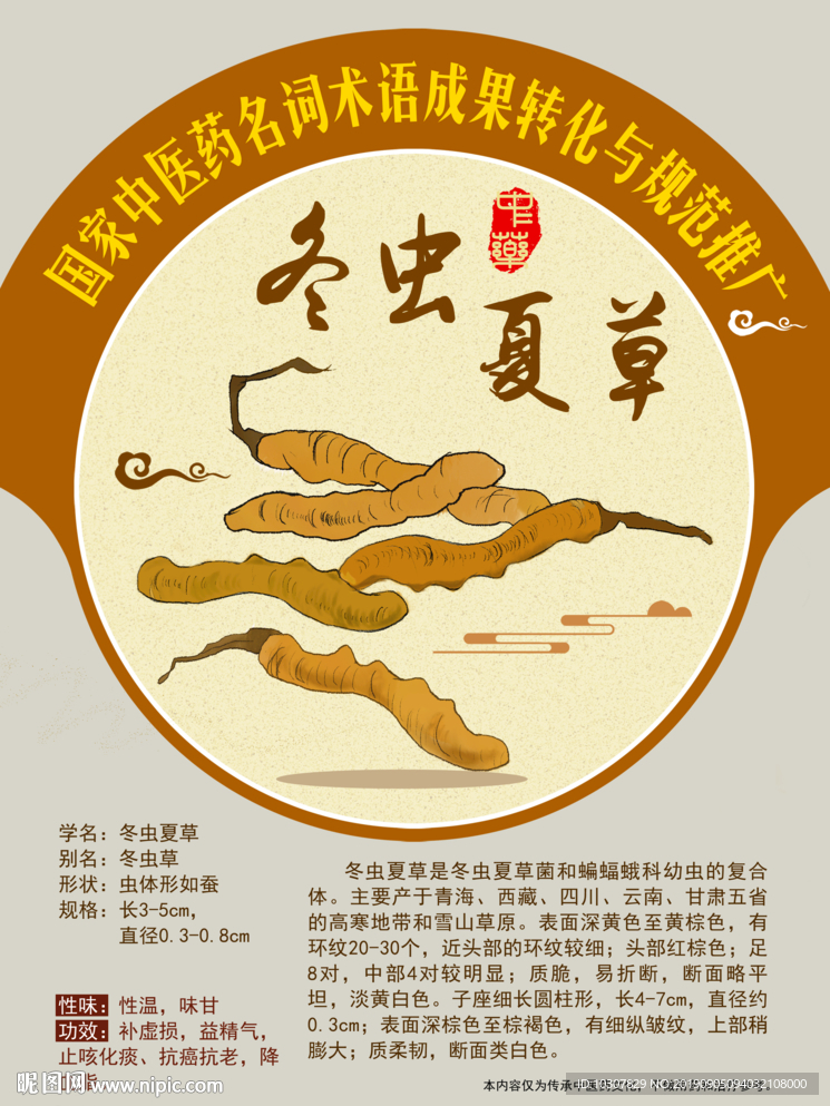 冬虫夏草 手绘中药
