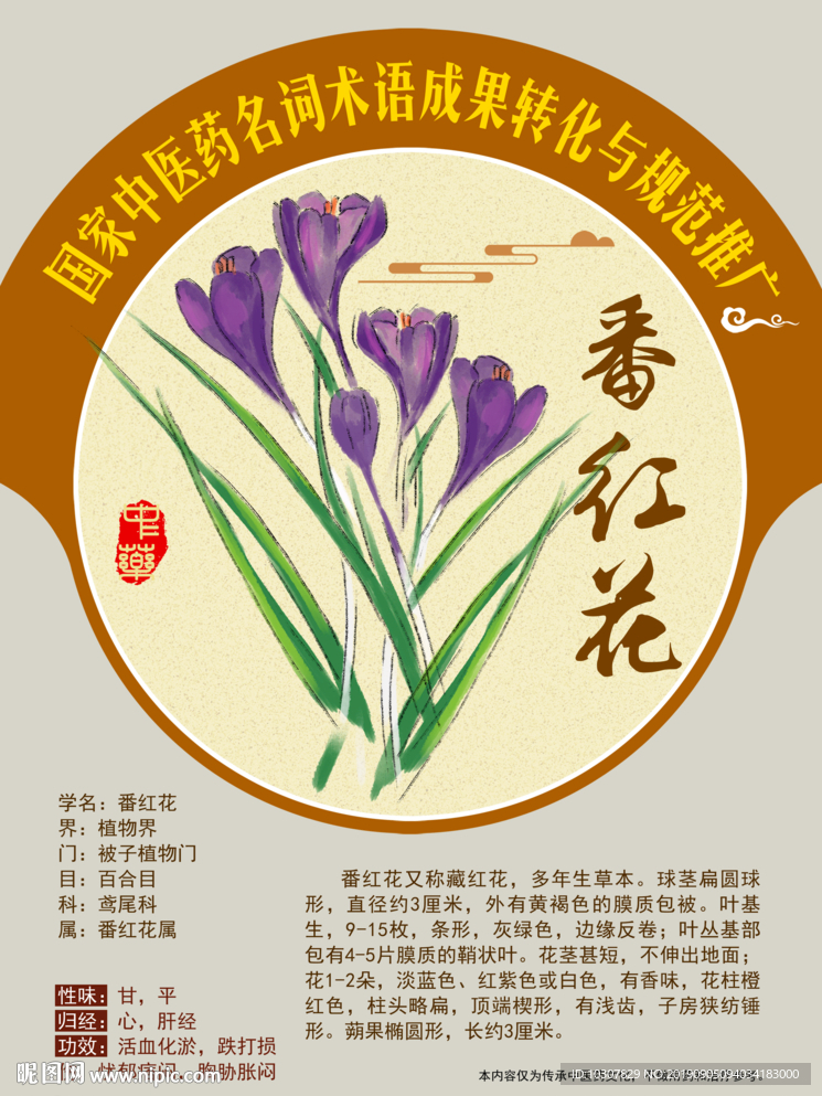 番红花 藏红花 手绘中药