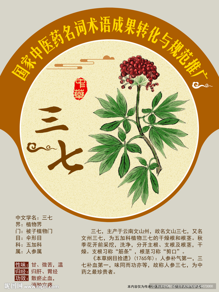 三七 金不换 田七 手绘中药