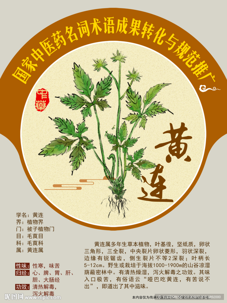 黄连 味连 川连 手绘中药
