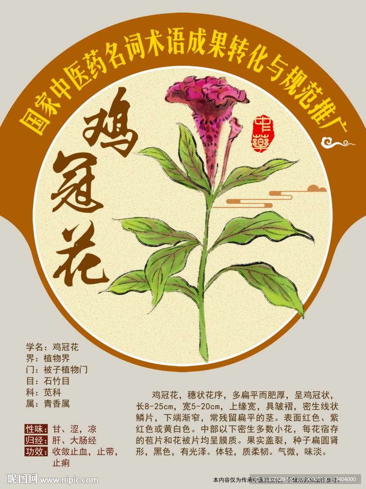 鸡冠花 老来红 手绘中药