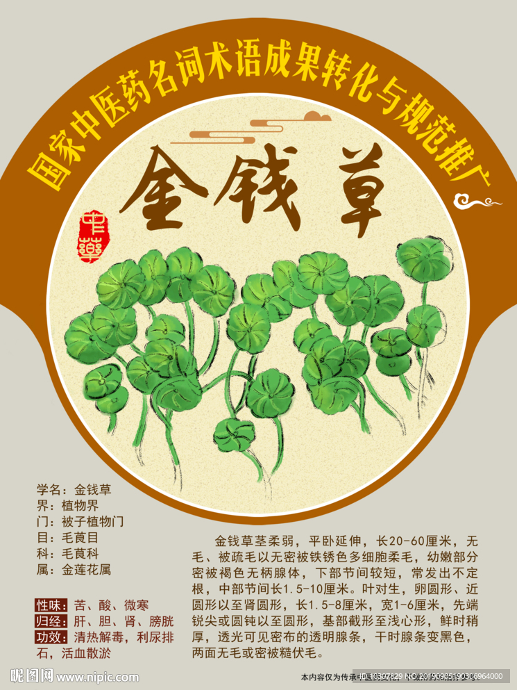金钱草 连钱草 手绘中药