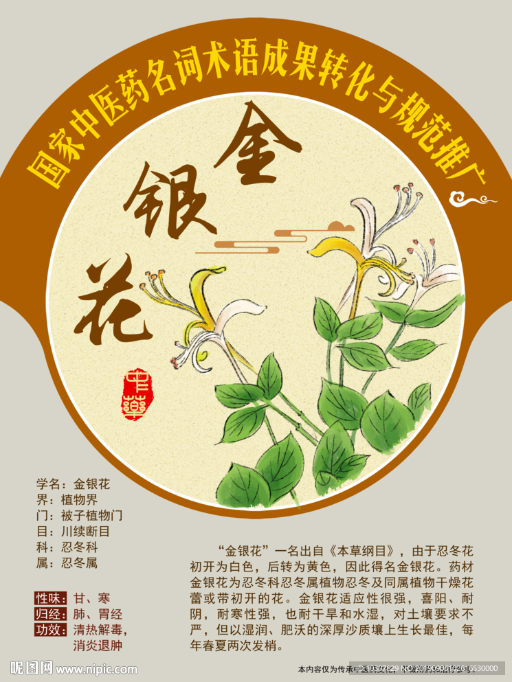 金银花 手绘中药 中医药词语