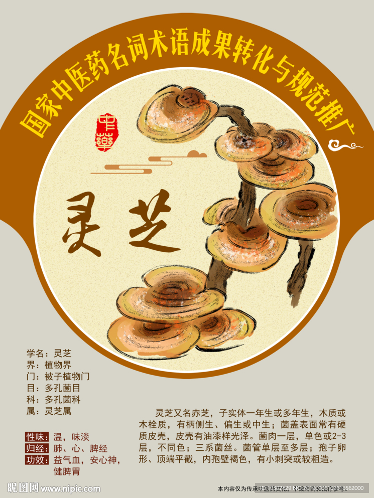 灵芝 仙草 手绘中药