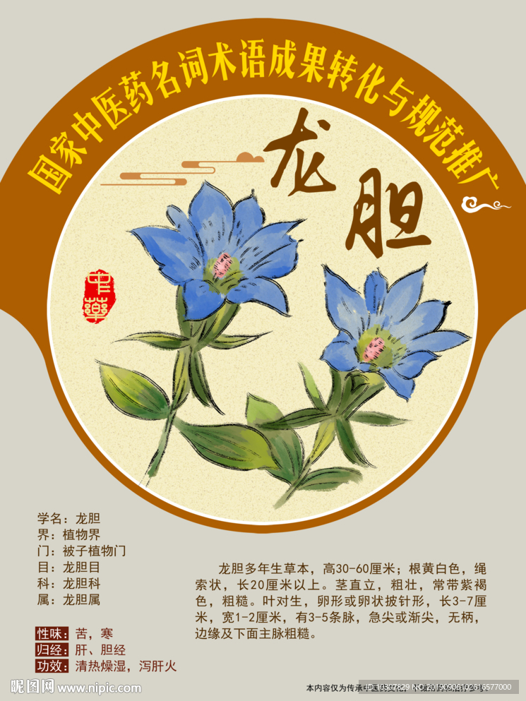 龙胆  手绘中药 国家中医药推
