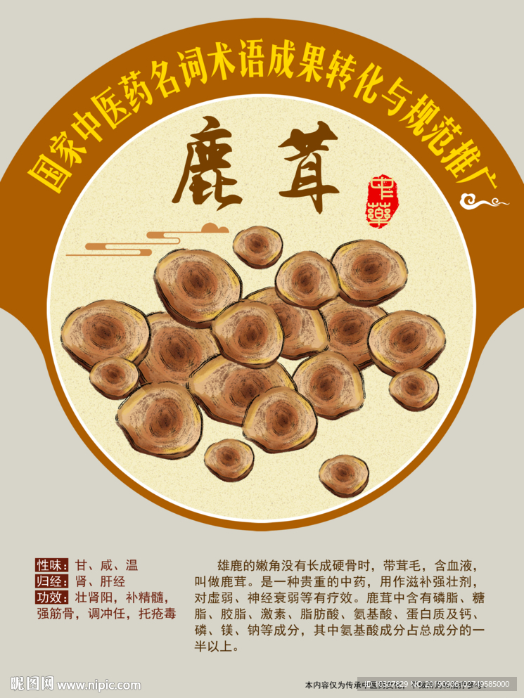 鹿茸 中医药名词推广 手绘中药
