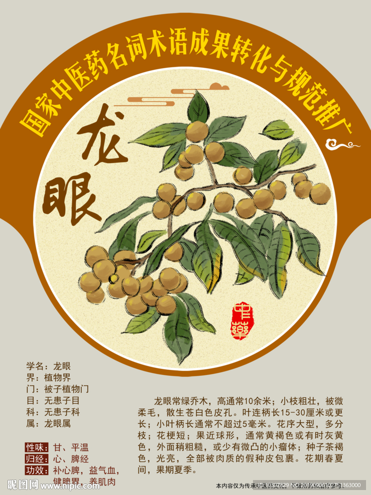 龙眼 桂圆 手绘中药 中医推广