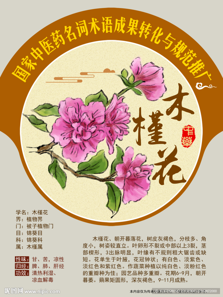 木槿花 国家中医药名词术语