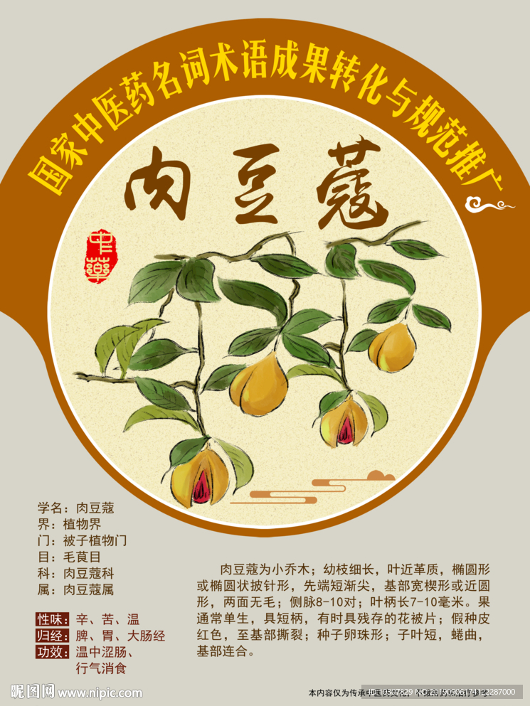 肉豆蔻 中药传承推广 手绘中药