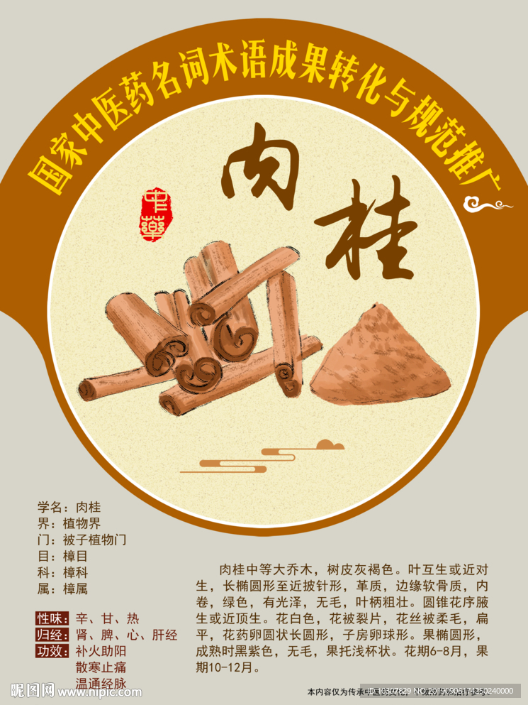 肉桂 中医药名词推广 手绘中药