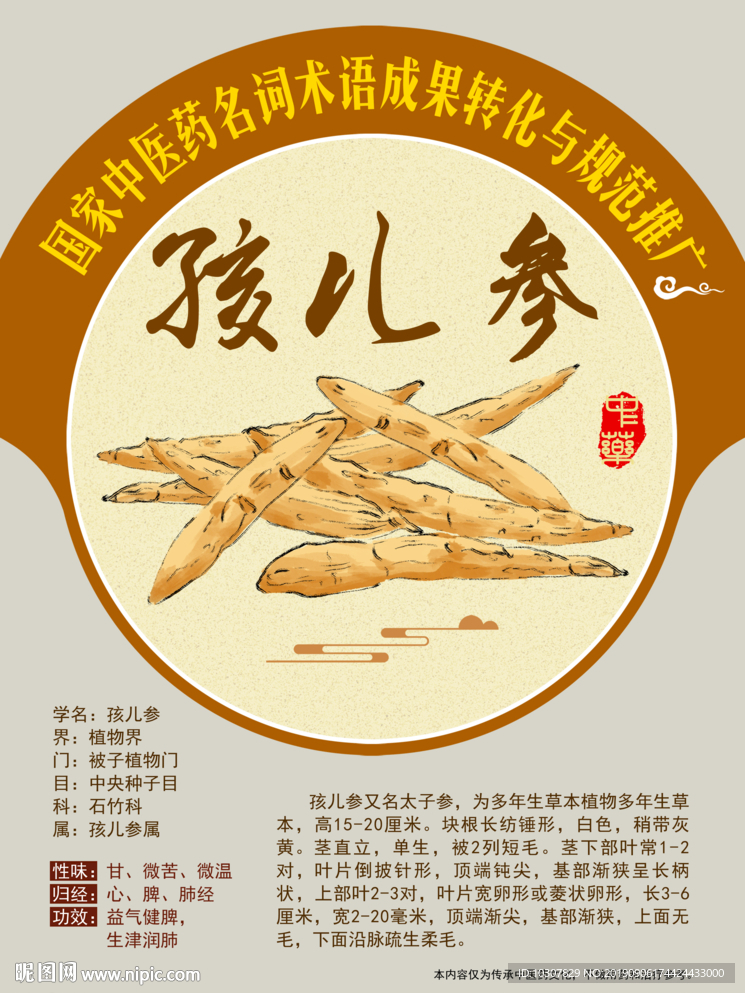 孩儿参 太子参 手绘中药