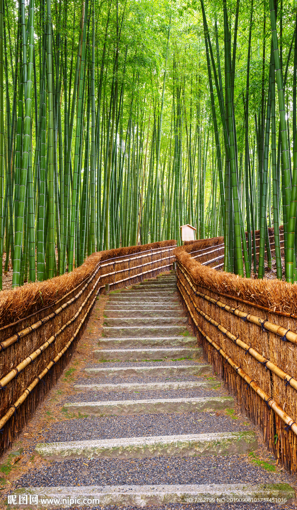 清新竹林背景