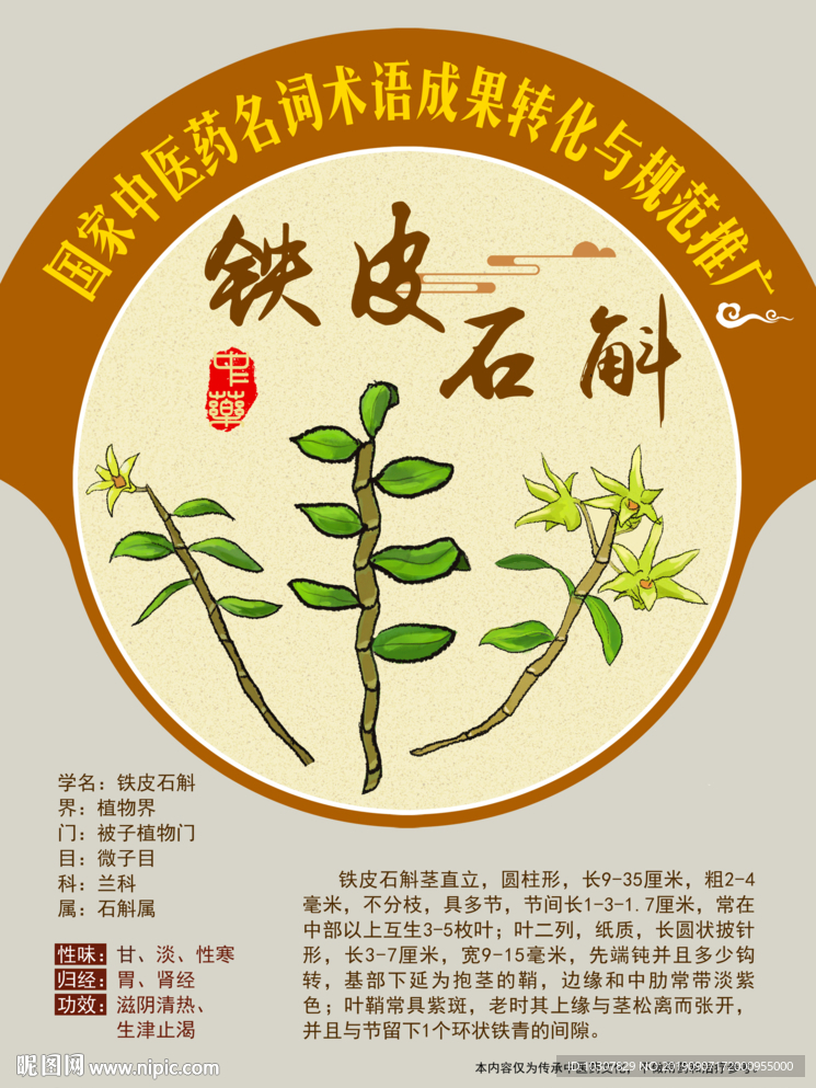 铁皮石斛 南国神草 手绘中药