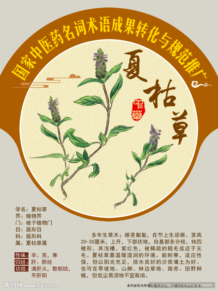 夏枯草