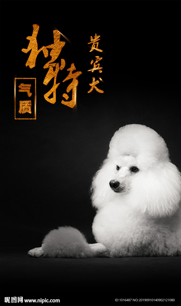 贵宾犬 狗狗 汪星人-5