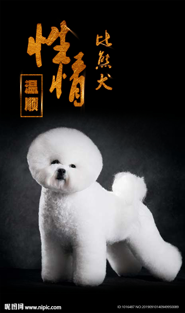 比熊犬 狗狗 汪星人-3