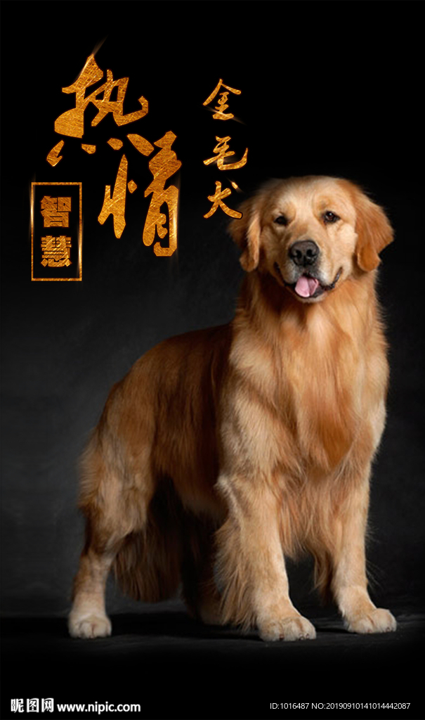 金毛犬 狗狗 汪星人-2