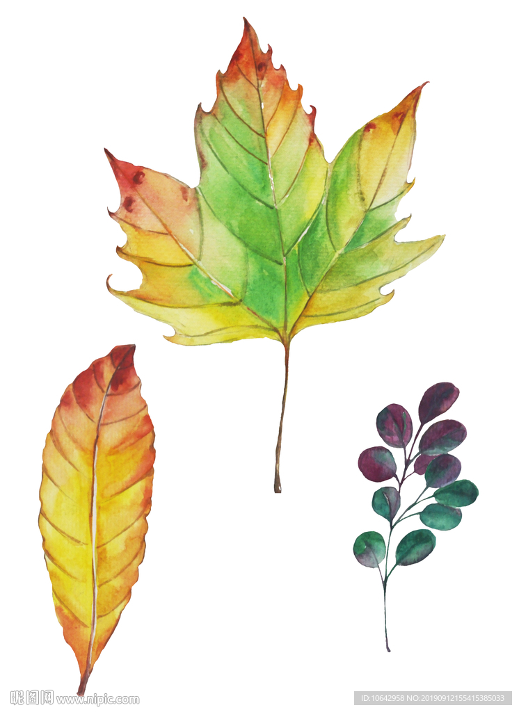 手绘水彩树叶插画