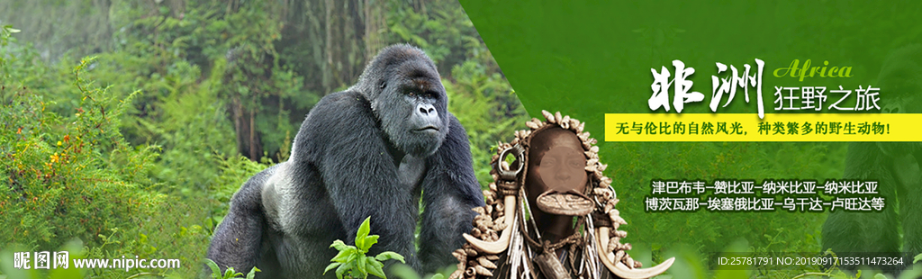 旅游  非洲  山地 猩猩