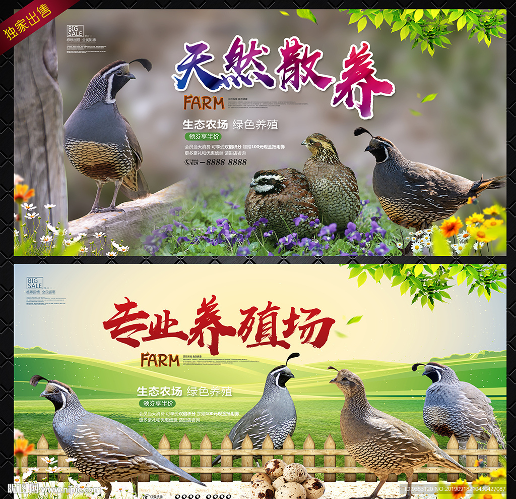 鹌鹑