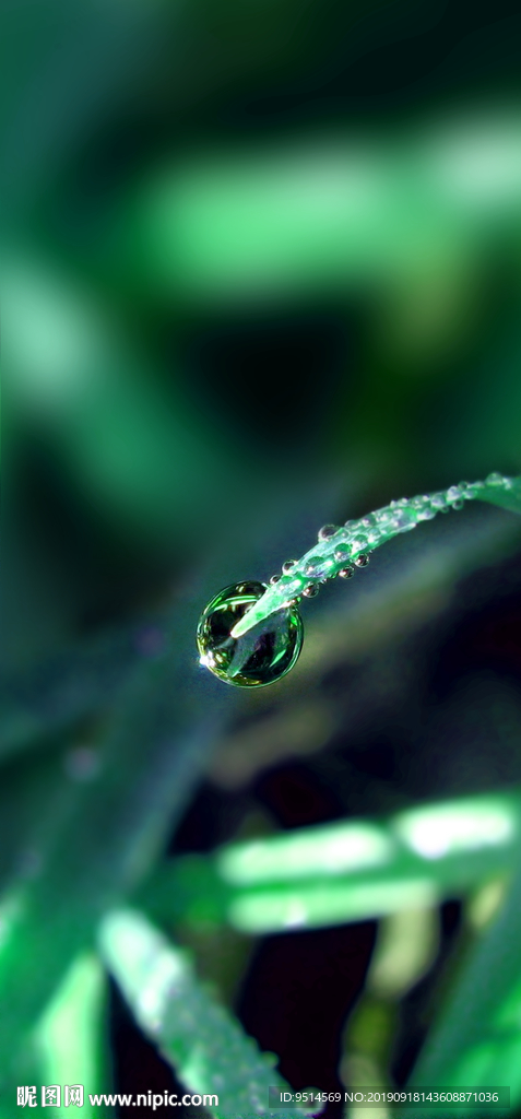 白露