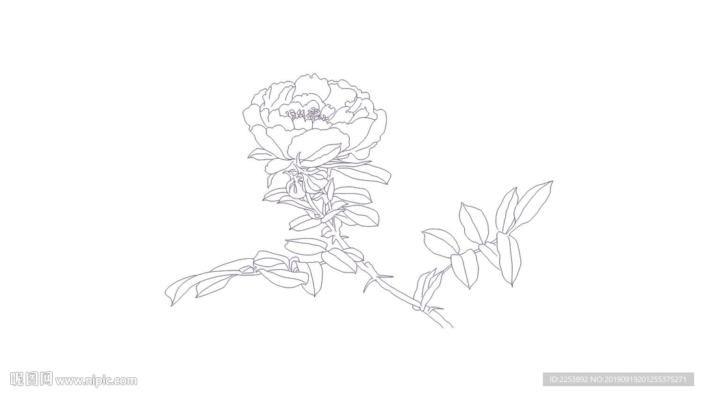 矢量白描花卉月季