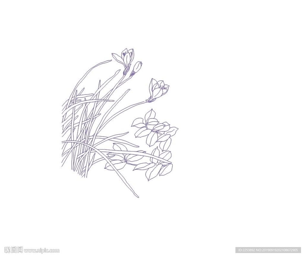 白描花卉 白玉兰 线条图 中国