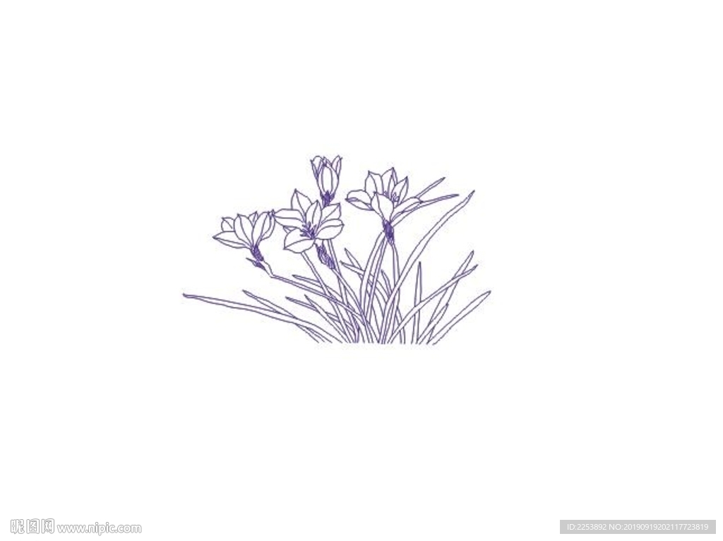 白描花卉 兰花 线条图